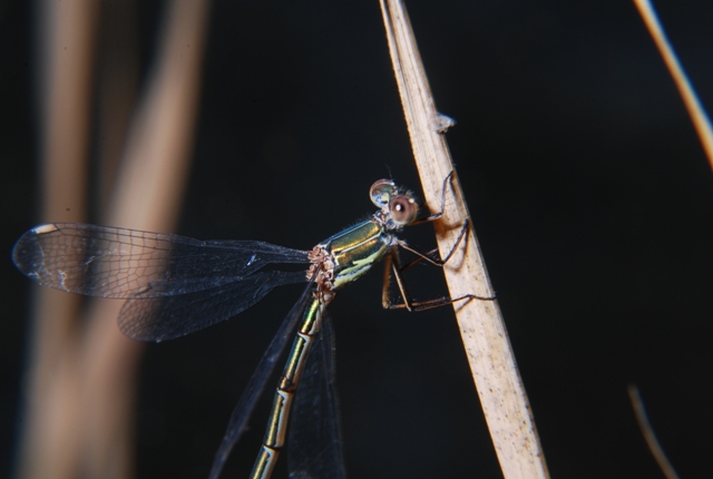 Chalcolestes cfr. viridis